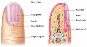 anatomie nagel